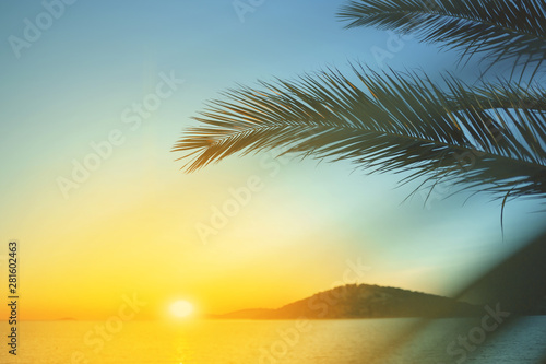 Palm leaves against sunset.