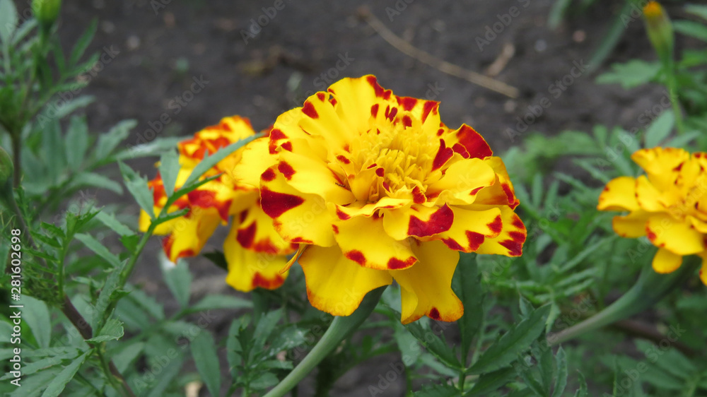 Colourfull tagetes in flowerbed in summer garden
