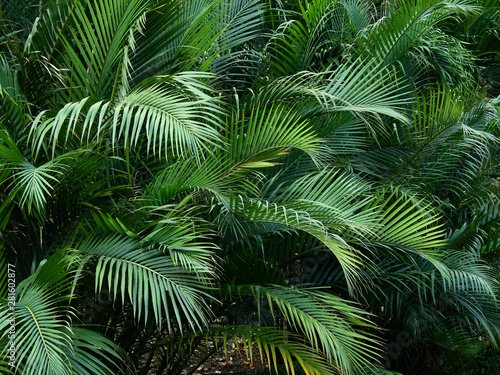 green leaf of palm tree in garden