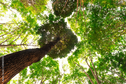 bottom view of Resak Tembaga tree in jungle and lighting of morning.forest and environment concept photo