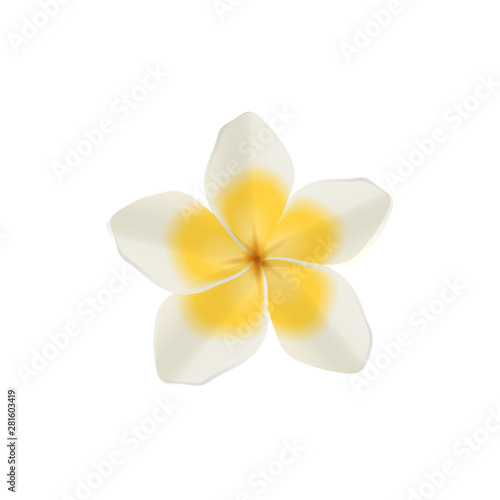 Plumeria white vector isolated illustration of hawaiian and tropical single flower with yellow petals.