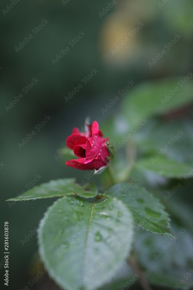 red rose red rose