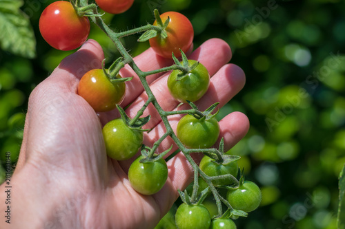 Tomaten in der Hand vor der Ernte