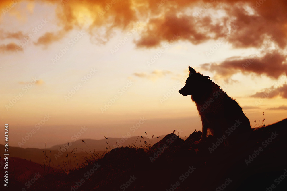 Silhouette of the dog sitting over the hills. Portrait of Border Collie.