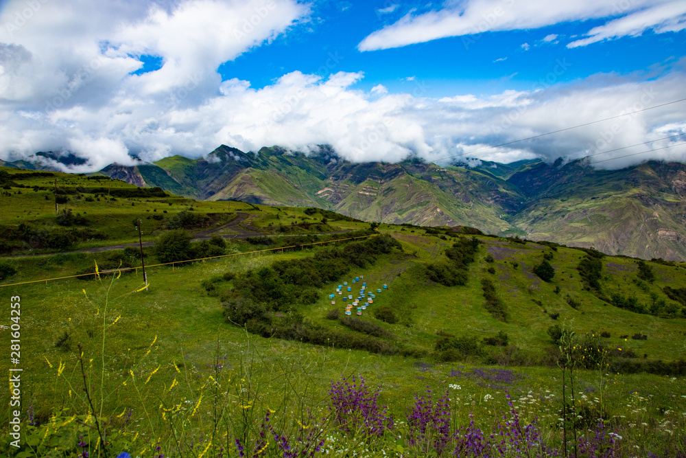 Bee apiary in the mountains of the concept of health