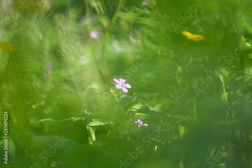 Quadro su tela Einzelne Blüte vom Storchschnabel