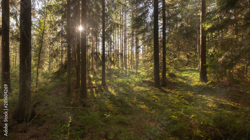 Fototapeta Naklejka Na Ścianę i Meble -  Summer forest in Finland