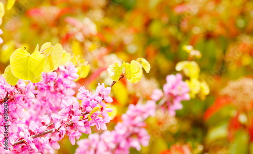 RAMAS CON FLORACI  N DE PRIMAVERA Y DESENFOQUE  close-up  floraci  n  flor  color  rosa  primavera  verde  morada  amarilla  florecer  beldad
