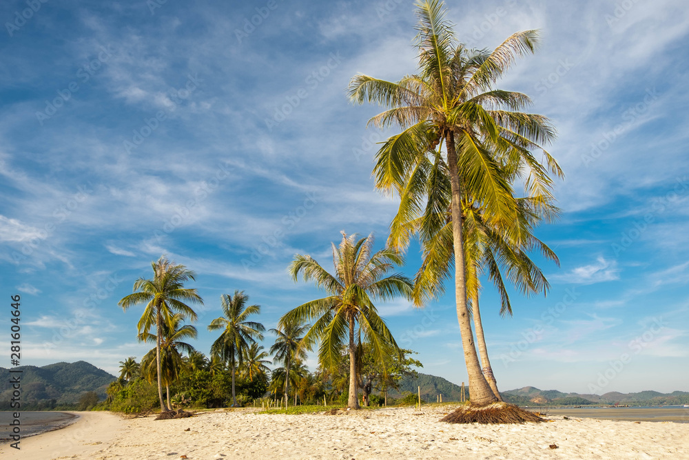 Beautiful scenery of coconut trees on the white beach in the morning of the tropical sea in Thailand,Koh Yao Yai,Phang Nga,Thailand Beautiful scenery of coconut trees on the white beach in the morning of the tropical sea in Thailand,Koh Yao Yai,Phang Nga,Thailand