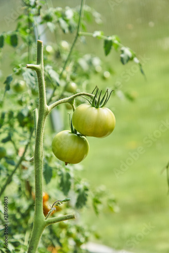 Organic plantation of ripening tomatoes. Vegan healthy and dietary food from nature