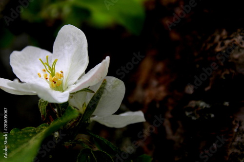 Apple flowers growing and blooming