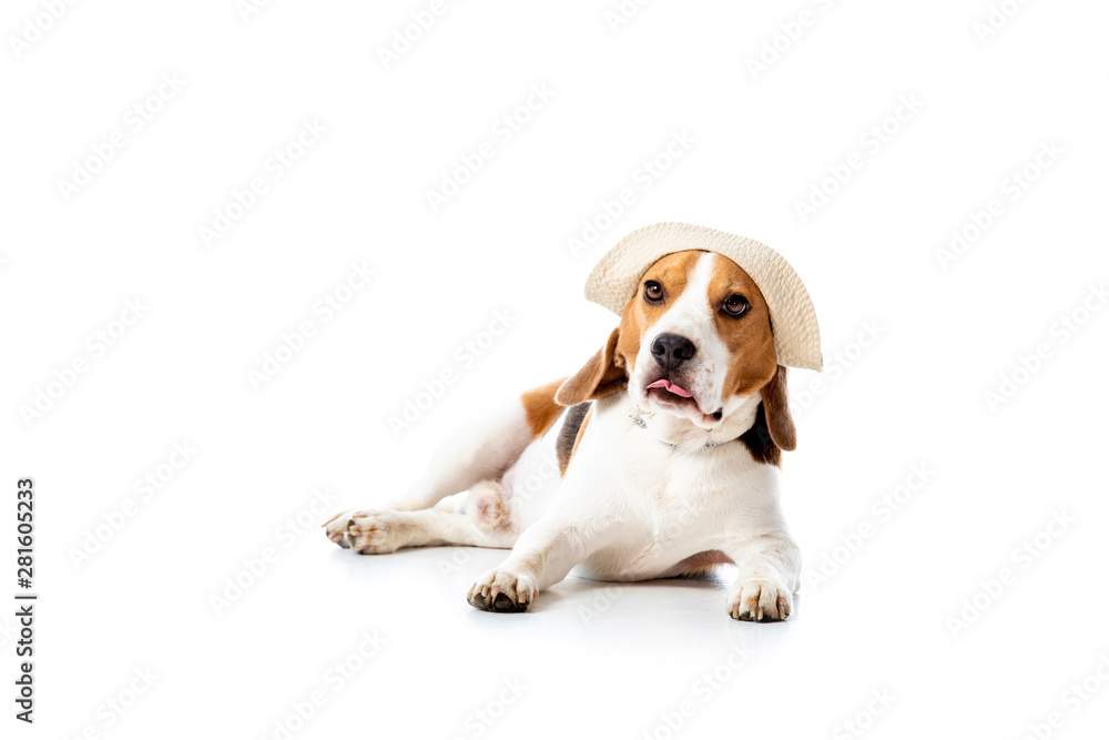cute beagle dog in hat lying and looking at camera on white