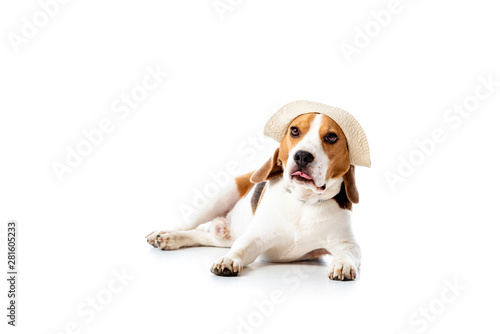cute beagle dog in hat lying and looking at camera on white © LIGHTFIELD STUDIOS