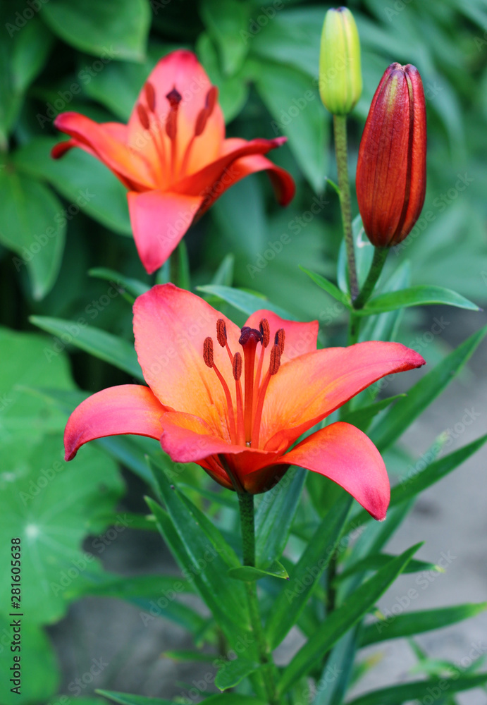 Lilies ,Lilium speciosum, in bloom Lilies ,Lilium speciosum, in bloom