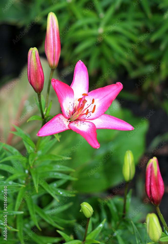 Lilies ,Lilium speciosum, in bloom Lilies ,Lilium speciosum, in bloom