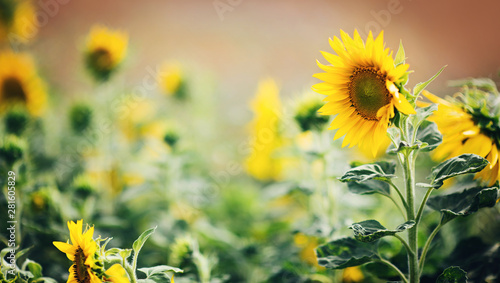 Banner   Header mit sch  nen Sonnenblumen auf einem Sonnenblumenfeld   Bienenfreundliche Blumen