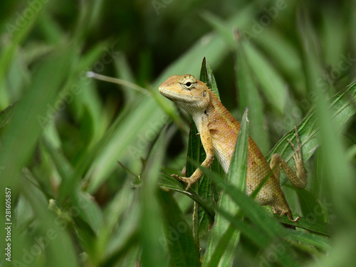 brown chameleon on tree in the garden at Thailand © srckomkrit