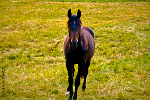 Fototapeta Naklejka Na Ścianę i Meble -  Brown horse Galloping in a meadow towards the cameraman.