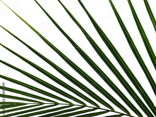 Fototapeta samoprzylepna zielony liść palmy kokosowej na białym tle