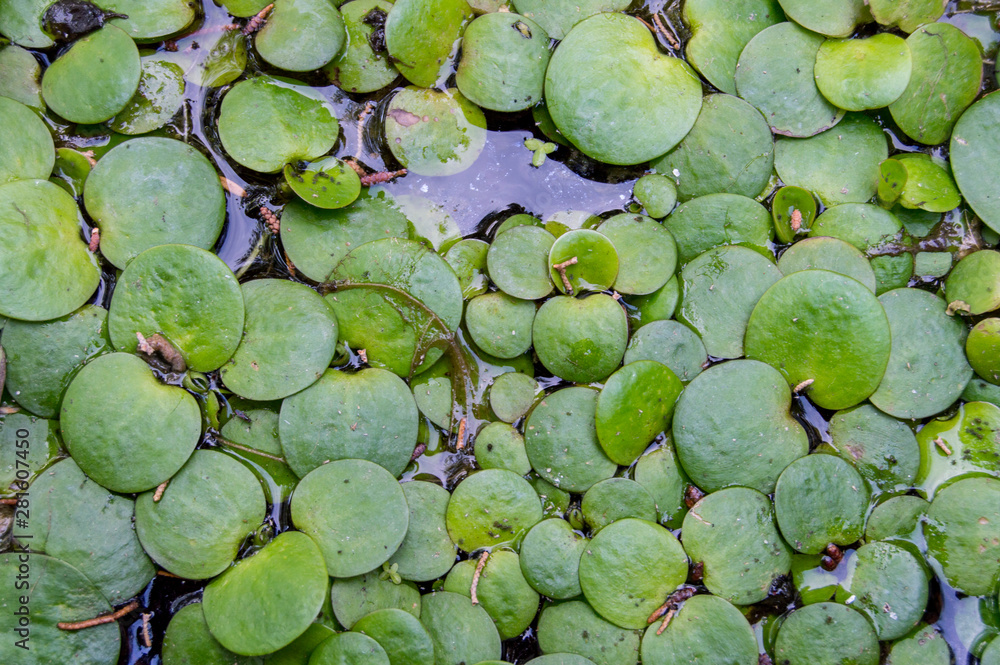 background with aquatic plants in a small pond in a park in Madrid. Spain background with aquatic plants in a small pond in a park in Madrid. Spain
