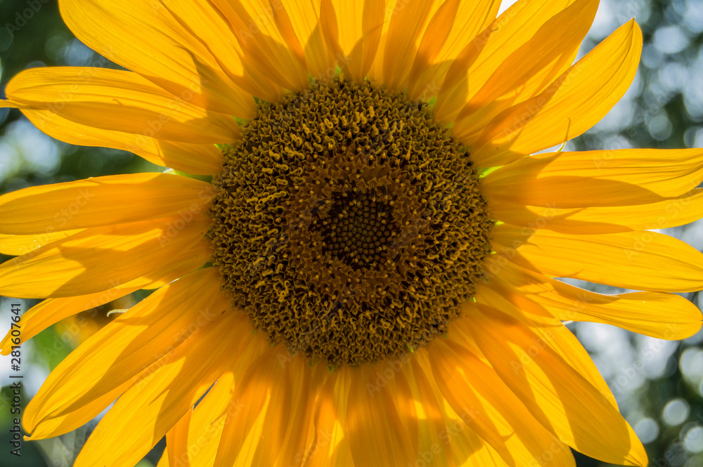 sunflower seen closely with the sun behind sunflower seen closely with the sun behind