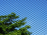 silhouette wire mesh with tree and blue sky background
