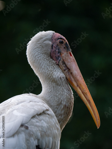 Painted Stork in South East Asia