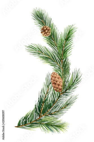 Watercolor vector green spruce branch  Christmas tree.