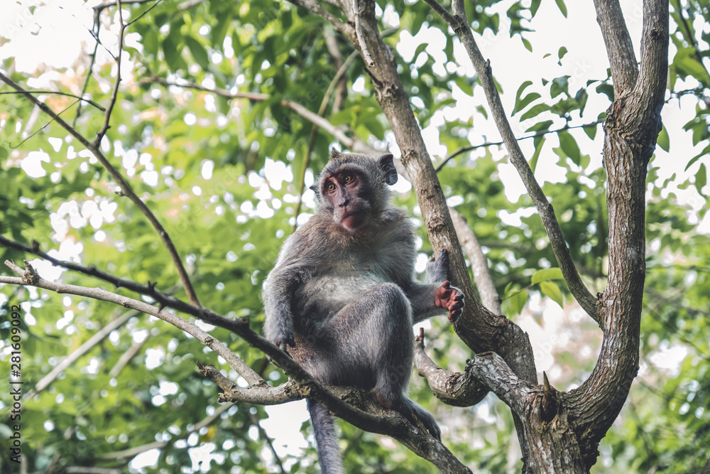 Monkeys of Bali in a tree