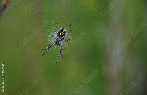 Black and yellow spider on web