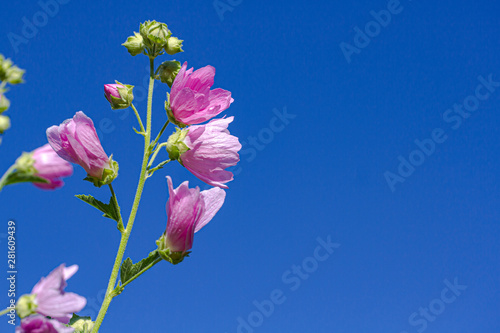 Wild flower against the blue sky.