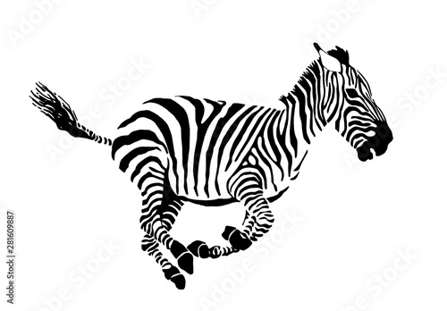 Graphical zebra running isolated on white background vector illustration sketch