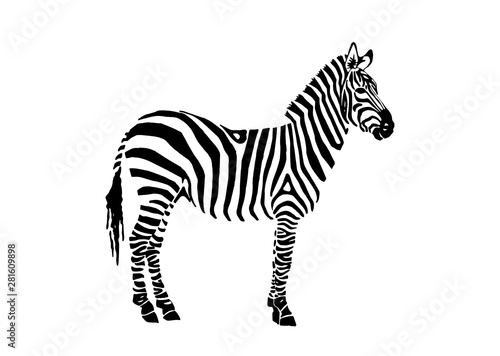 Graphical zebra staying isolated on white background vector illustration sketch