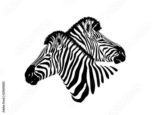 Graphical portraits of  two zebras  isolated on white background,vector illustration,sketch