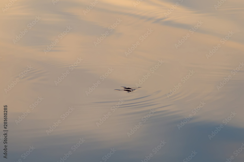 water bug moves on the surface of the water water bug moves on the surface of the water