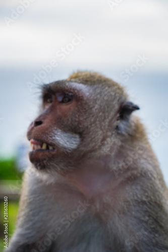 Portrait of a Bali Monkey