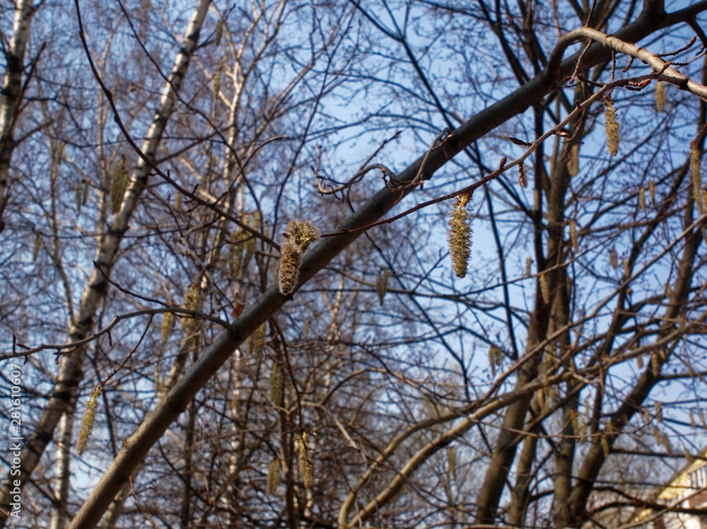 willow earring on a branch on a clear day, Russia. willow earring on a branch on a clear day, Russia.