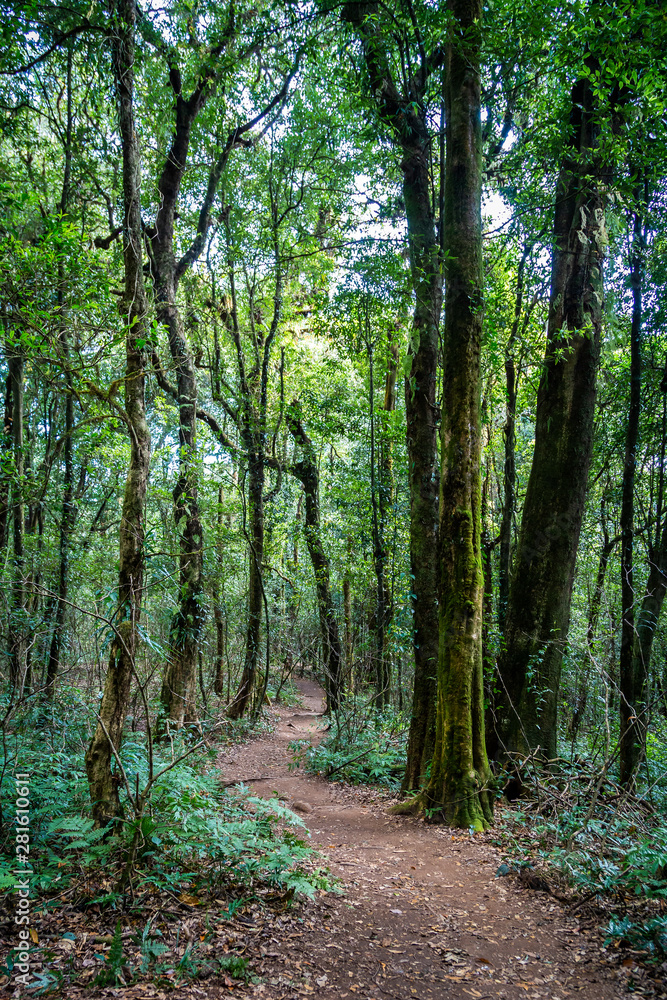 Fototapeta premium Natural walkway inside tropical rainforest