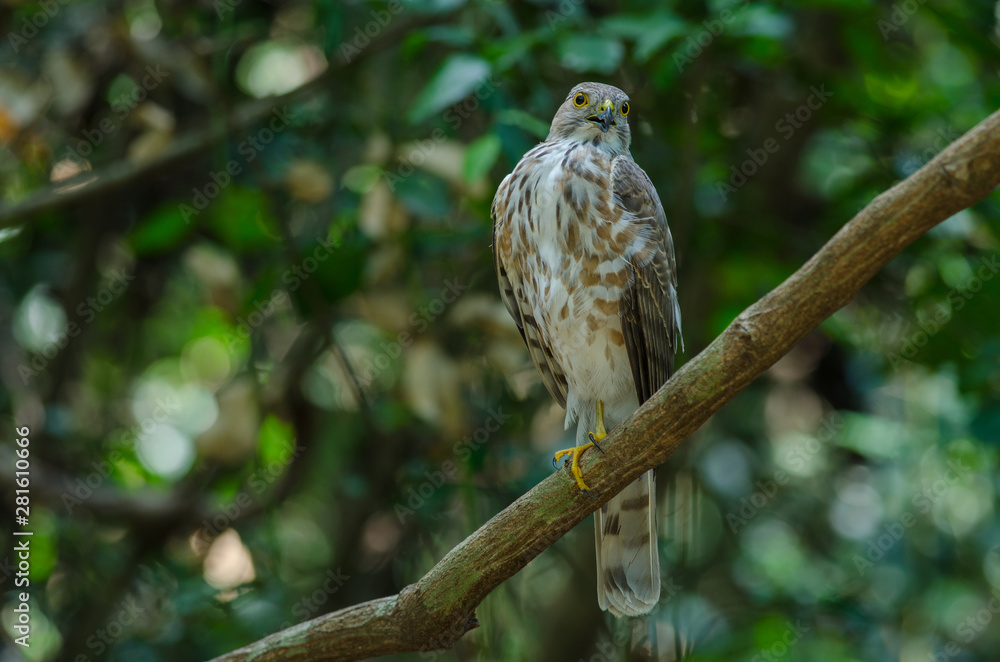 Besra Sparrowhawk (Accipiter virgatus fuscipectus) Besra Sparrowhawk (Accipiter virgatus fuscipectus)
