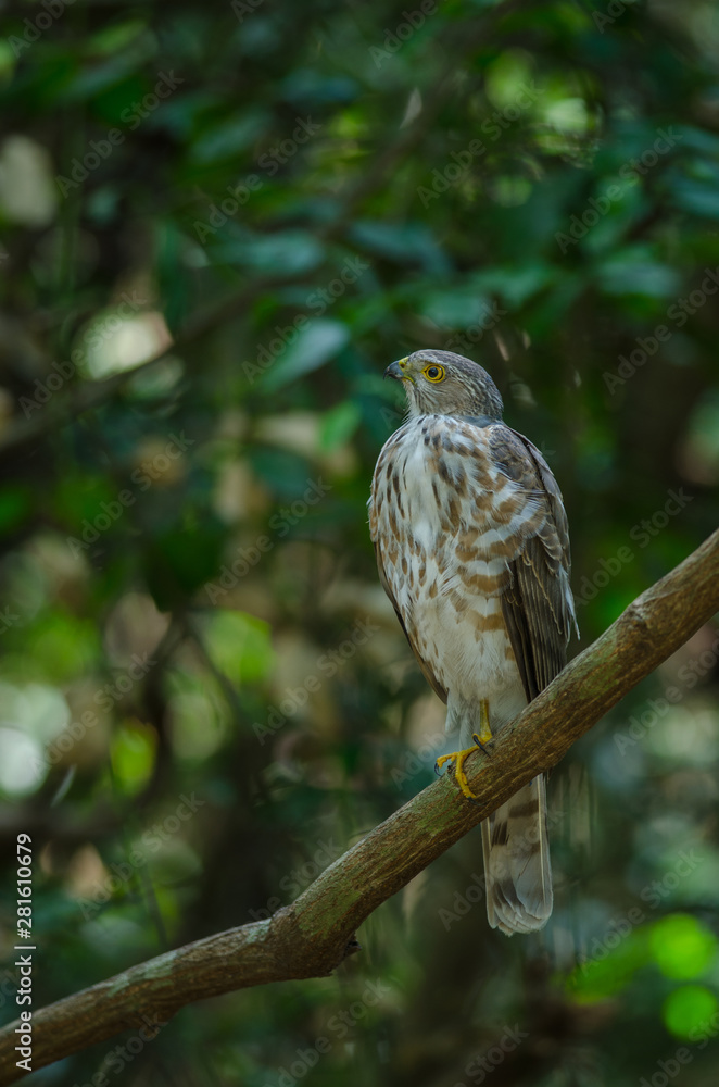 Besra Sparrowhawk (Accipiter virgatus fuscipectus) Besra Sparrowhawk (Accipiter virgatus fuscipectus)