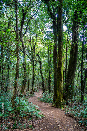 Natural walkway inside tropical rainforest