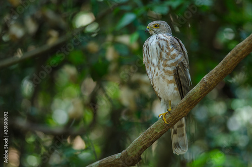 Besra Sparrowhawk (Accipiter virgatus fuscipectus)