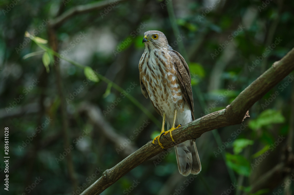 Besra Sparrowhawk (Accipiter virgatus fuscipectus) Besra Sparrowhawk (Accipiter virgatus fuscipectus)