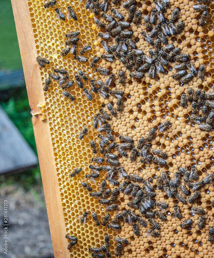 bee frames with bees for your design bee frames with bees for your design