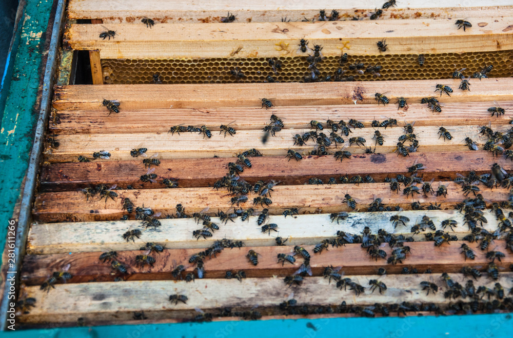 bee frames with bees for your design