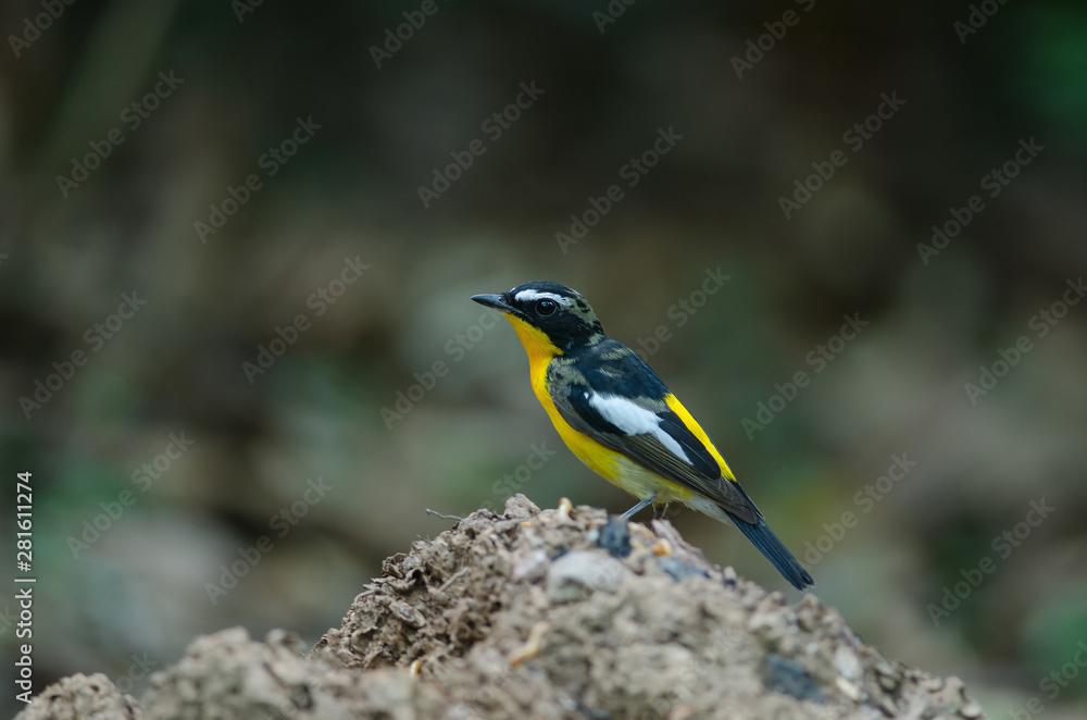 Male Yellow-rumped flycatcher (Ficedula zanthopygia) Male Yellow-rumped flycatcher (Ficedula zanthopygia)