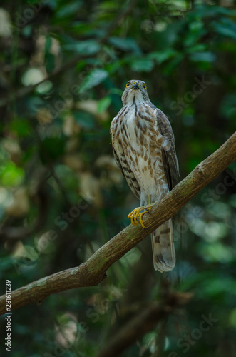 Besra Sparrowhawk (Accipiter virgatus fuscipectus)