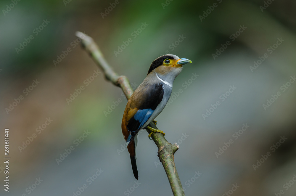 colorful bird Silver-breasted broadbil colorful bird Silver-breasted broadbil