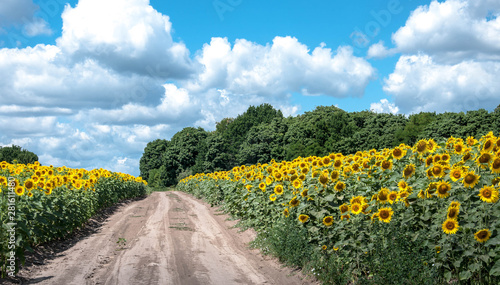 Fototapeta Naklejka Na Ścianę i Meble -  sunflower field on a sunny day for your design