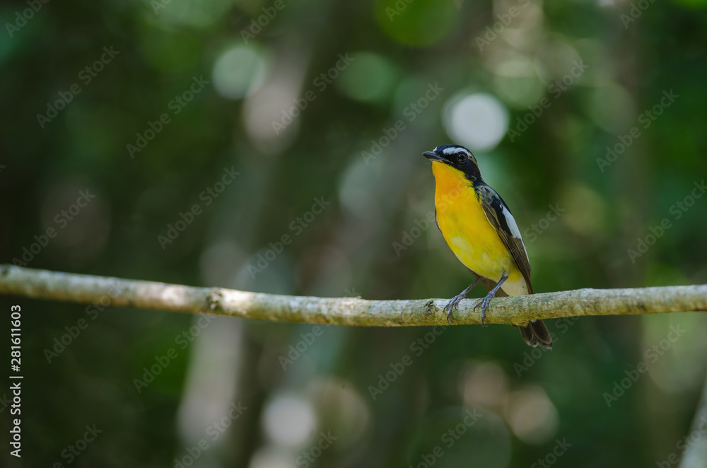 Male Yellow-rumped flycatcher (Ficedula zanthopygia) Male Yellow-rumped flycatcher (Ficedula zanthopygia)